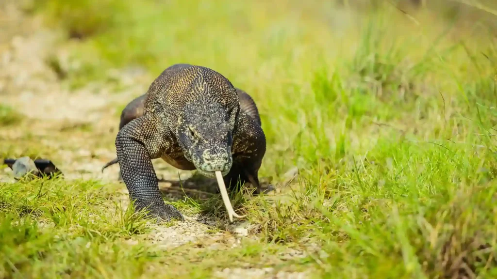 Komodo Dragon | Komodo Island Tour | Komodo Luxury