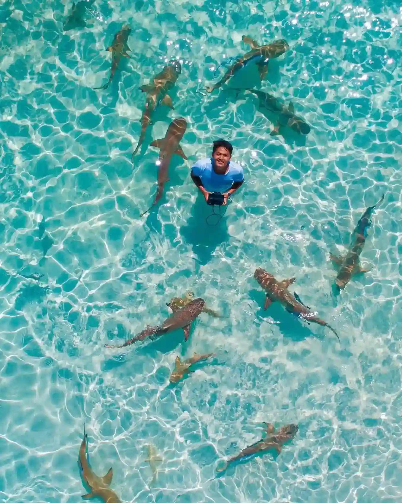 Reef sharks patrolling the shallows in Raja Ampat | Komodo Luxury