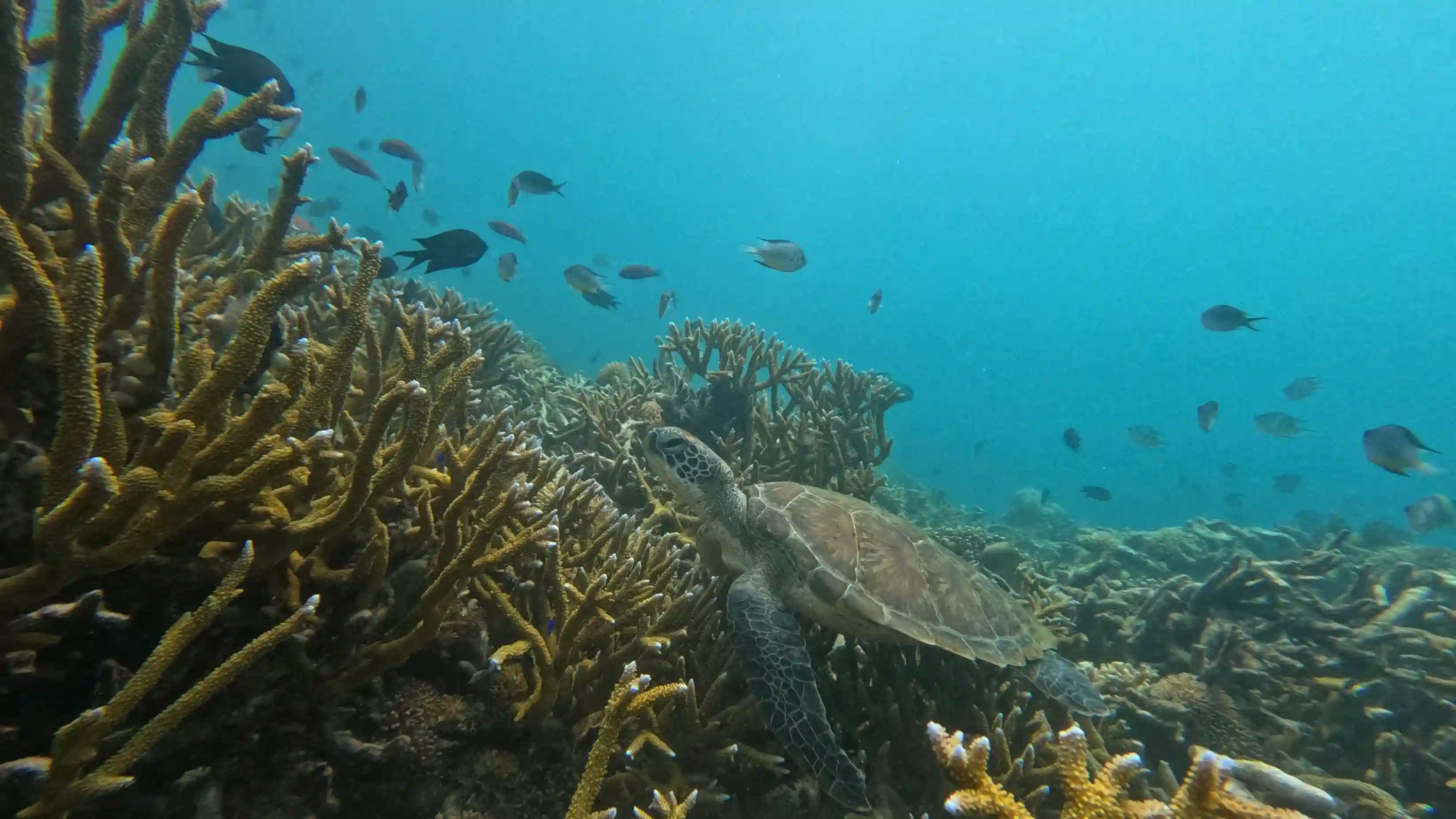 Diving in Komodo Island | Komodo Island Tour | Komodo Luxury