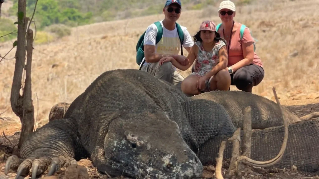Encounter Komodo Dragon | Komodo Island Tour | Komodo Luxury