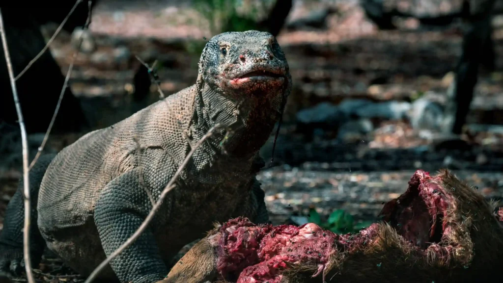 Komodo Dragon | Komodo Island Tour | Komodo Luxury