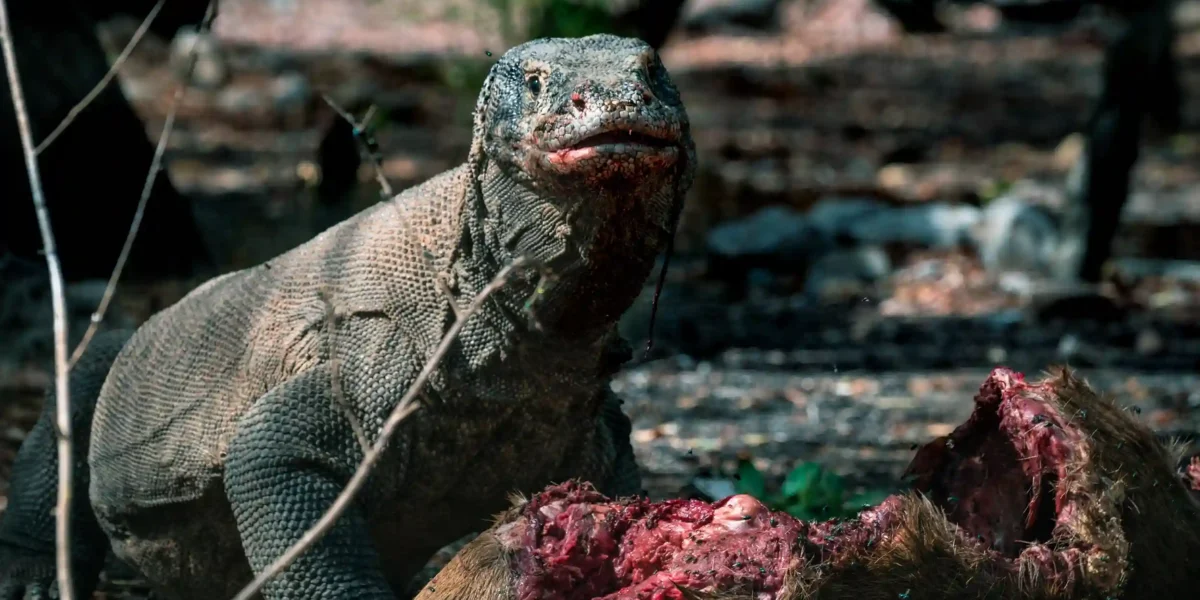 Komodo Dragon | Komodo Island Tour | Komodo Luxury