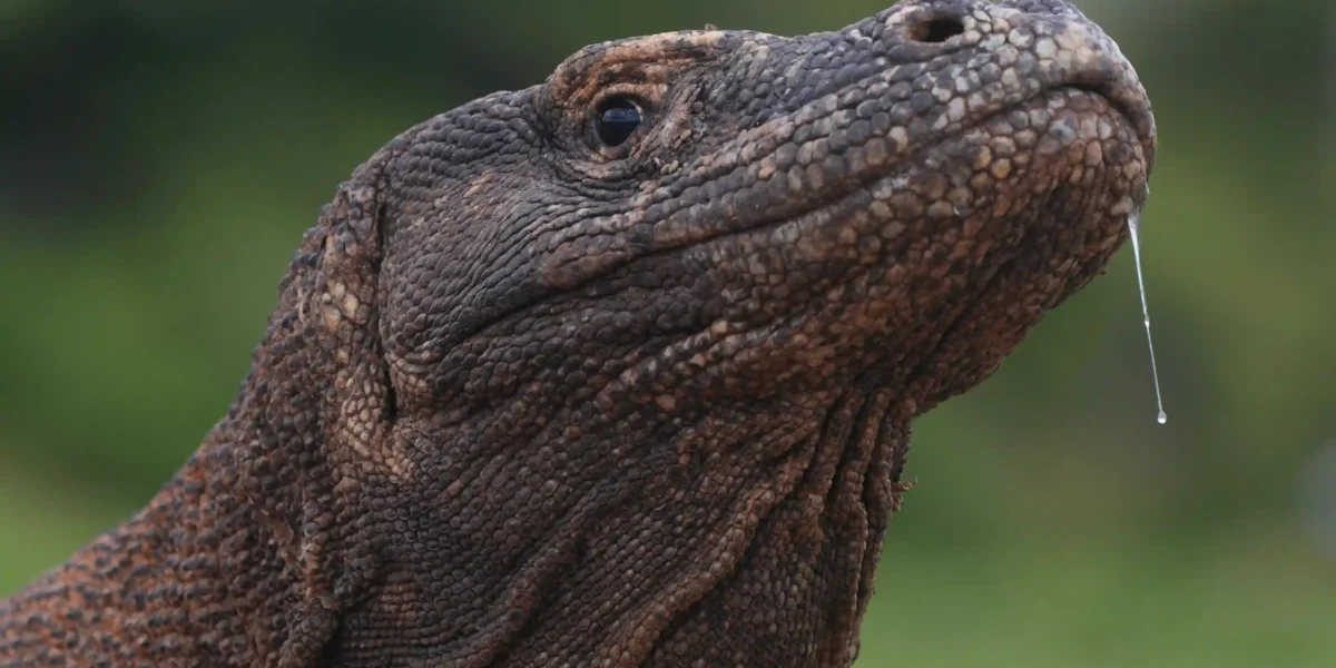 Komodo Dragon | Komodo Island Tour | Komodo Luxury