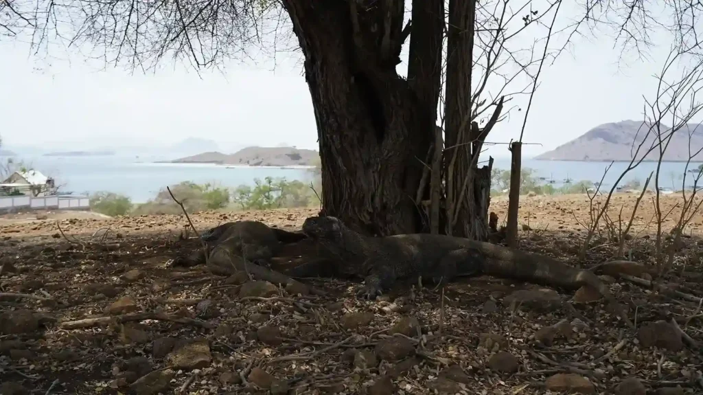 Komodo Dragon | Komodo Island Tour | Komodo Luxury