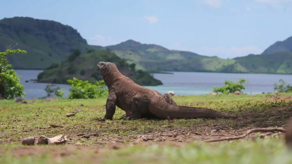 Komodo Dragon | Komodo Island Tour | Komodo Luxury