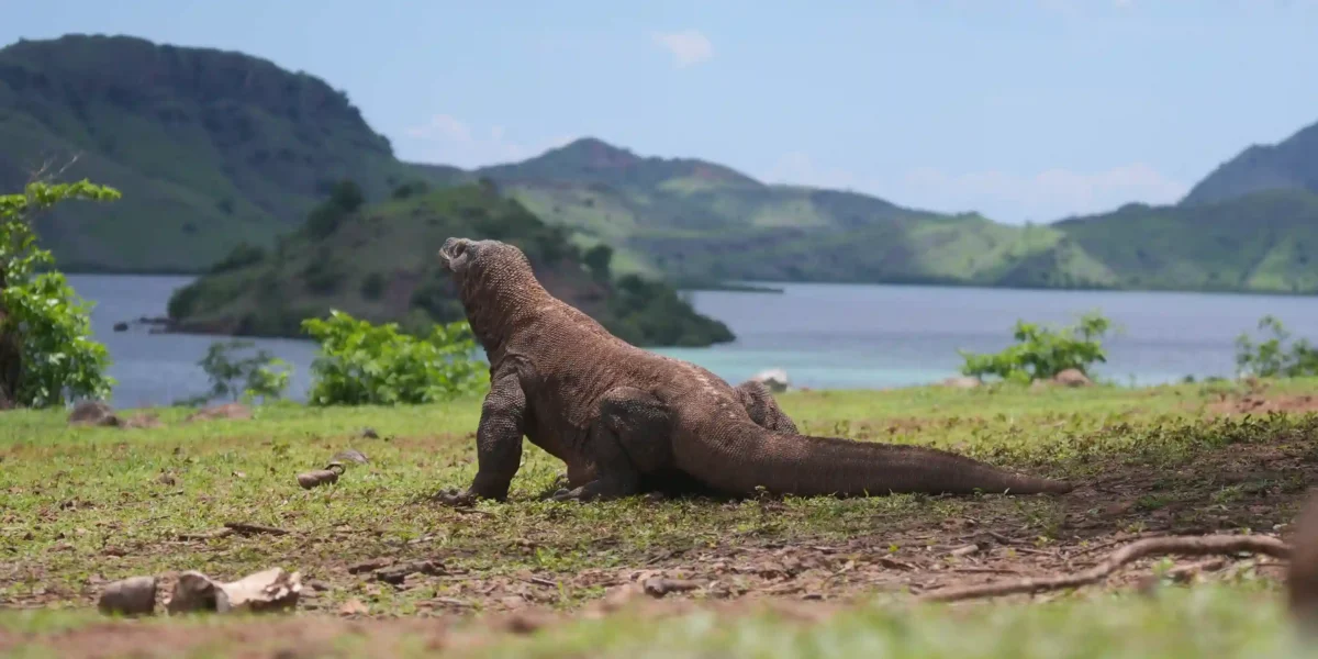 How to Get to Komodo Island: Flights, Routes &amp; the Boat Leg (2026)