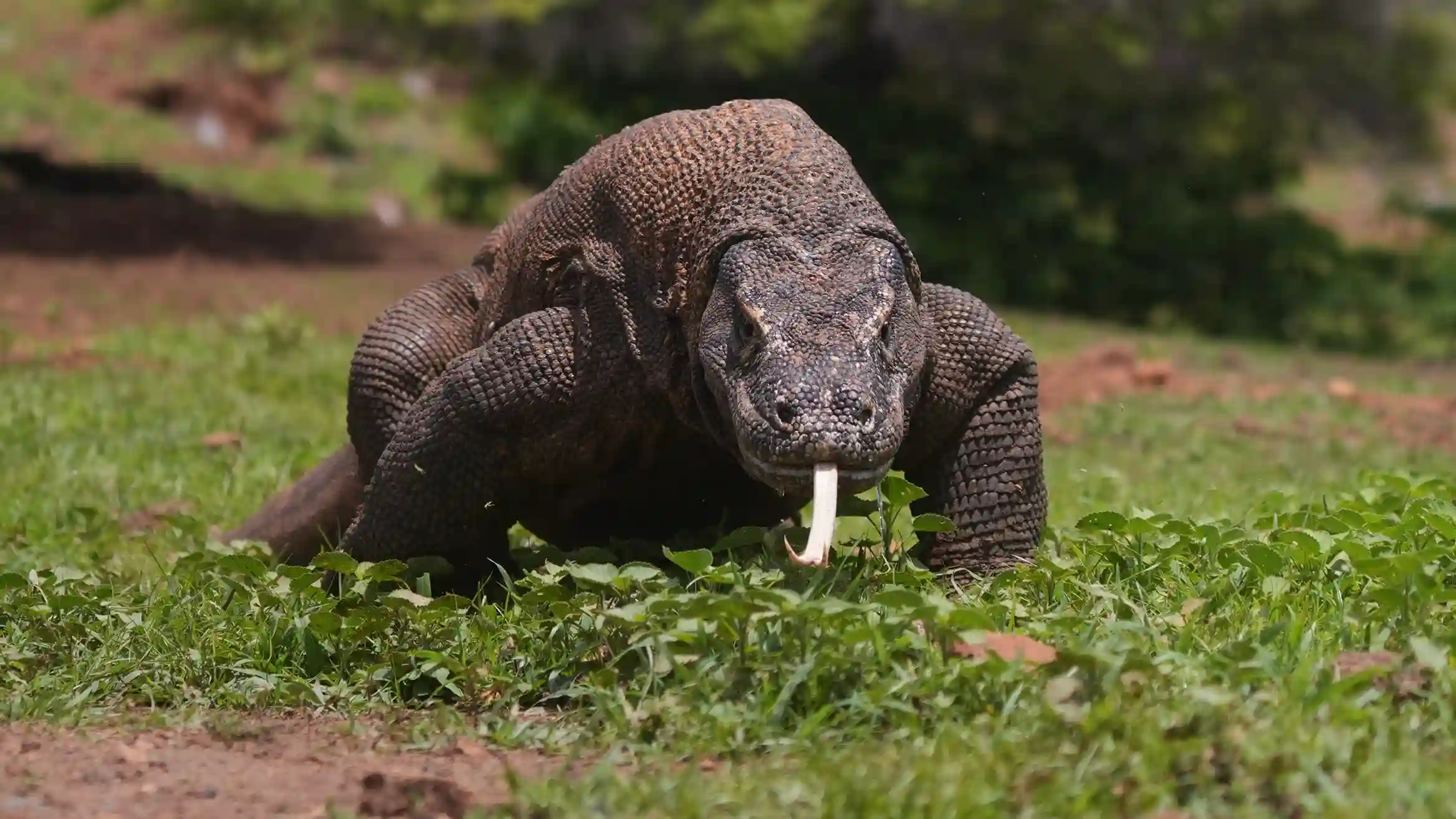 Ranger-led trekking on Komodo Island