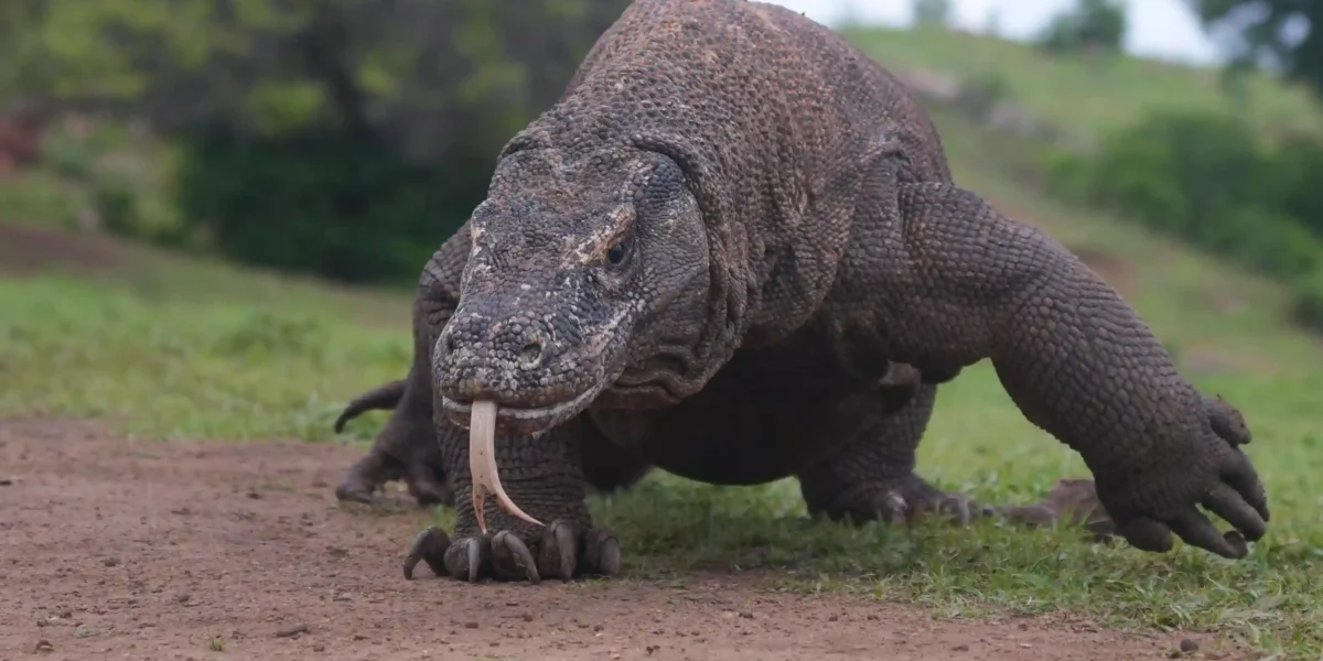Komodo Dragon | Komodo Island Tour | Komodo Luxury