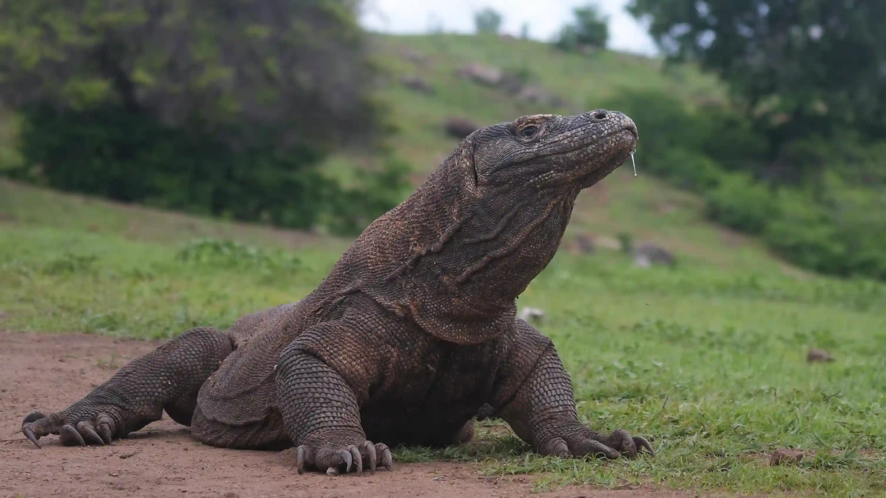 A Komodo dragon on the shore of Komodo National Park at dusk