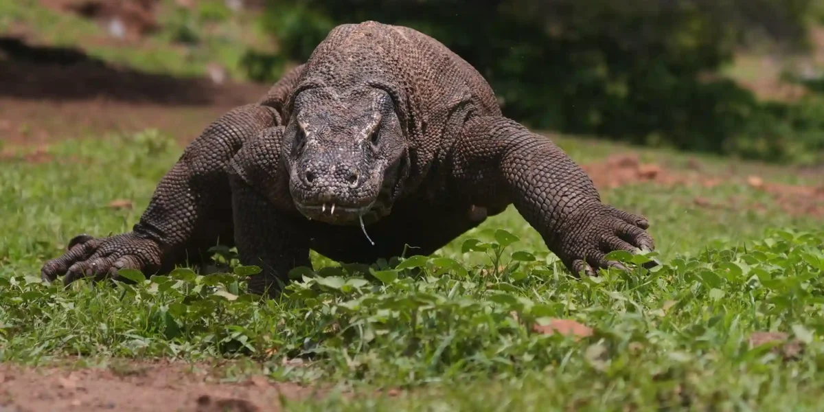 Komodo Dragon | Komodo Island Tour | Komodo Luxury