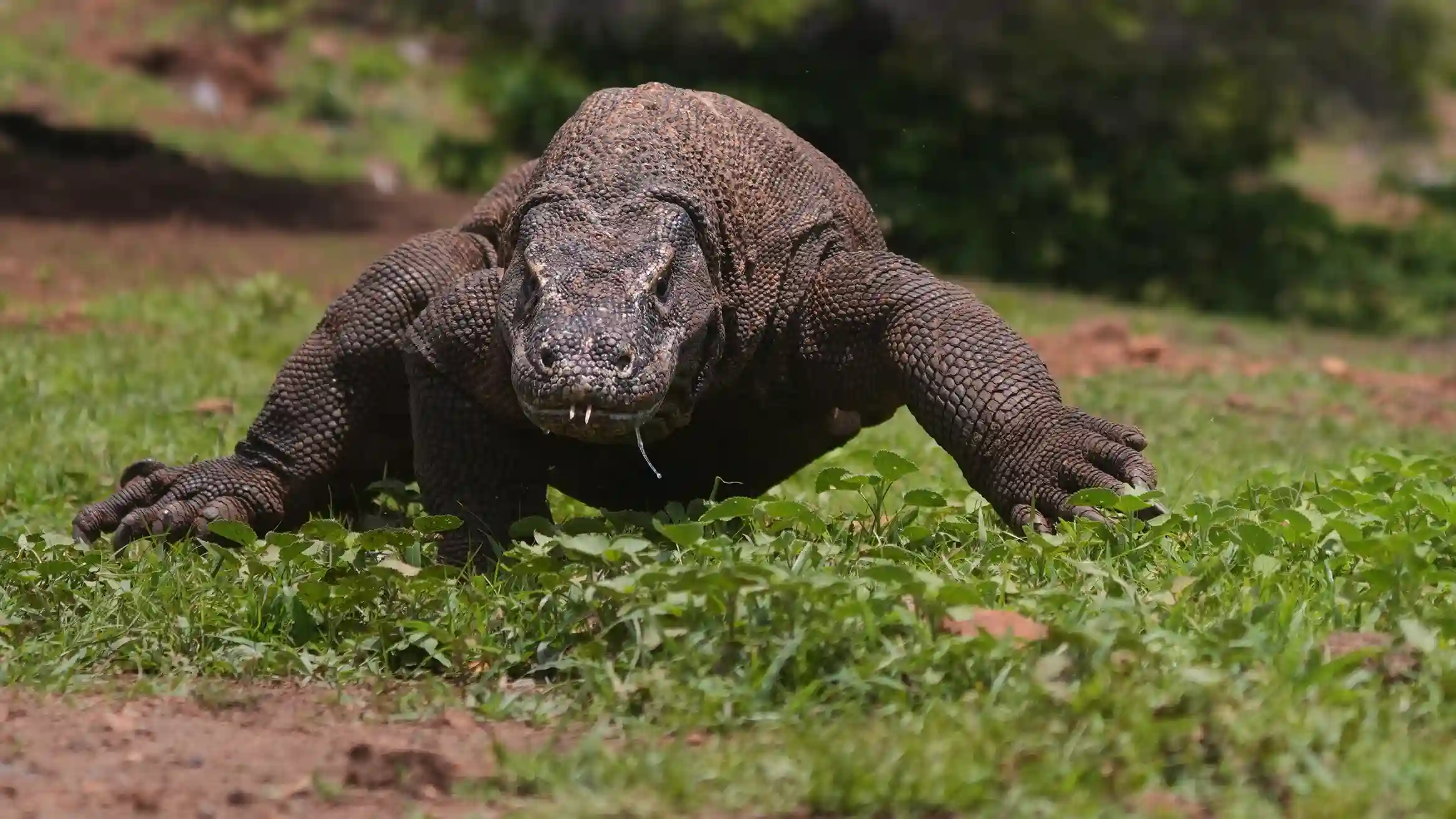 Komodo Dragon | Komodo Island Tour | Komodo Luxury