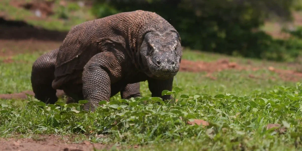 dragón de Komodo  Isla de Komodo | Komodo Luxury