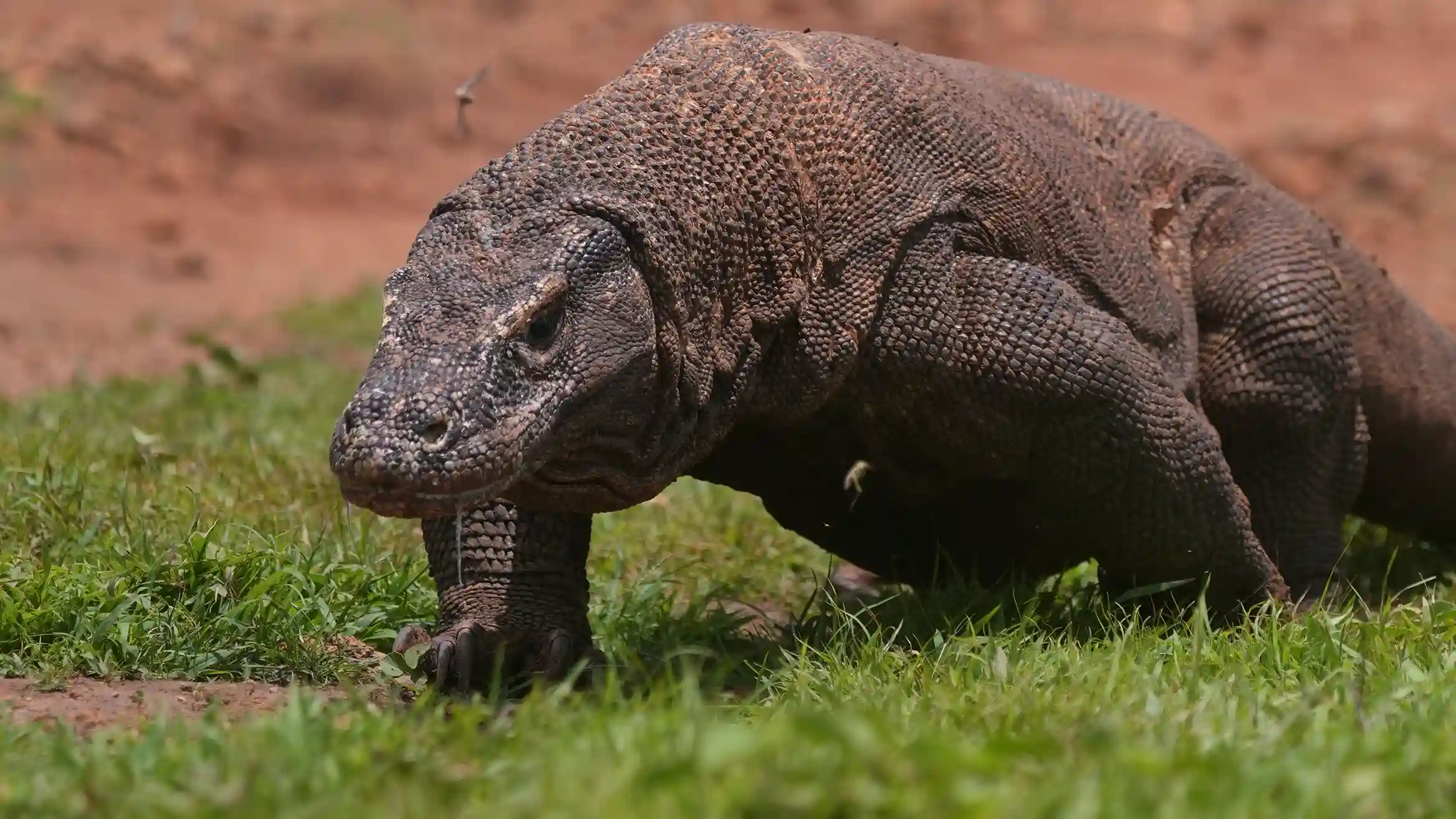Komodo Dragon | Komodo National Park