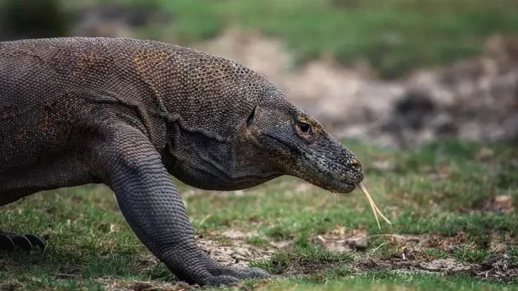 Komodo dragon at Komodo Island | Komodo Luxury