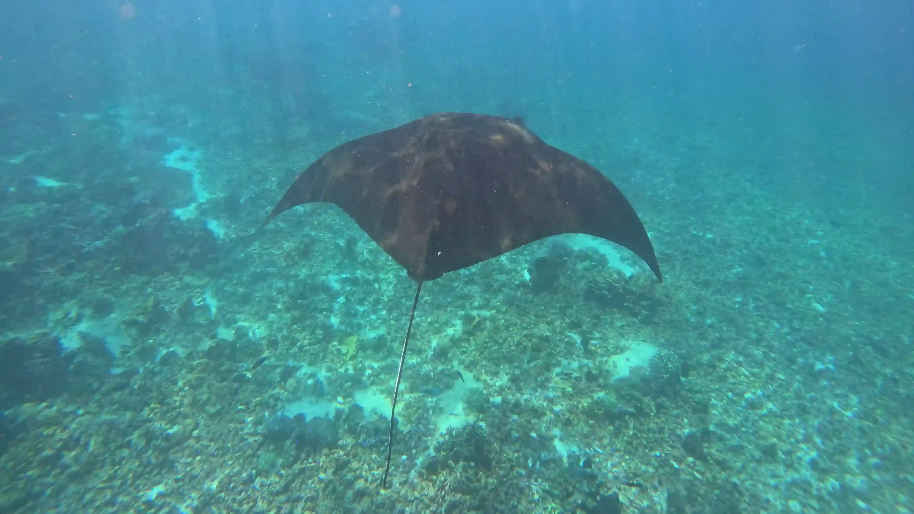 Manta Ray Moment