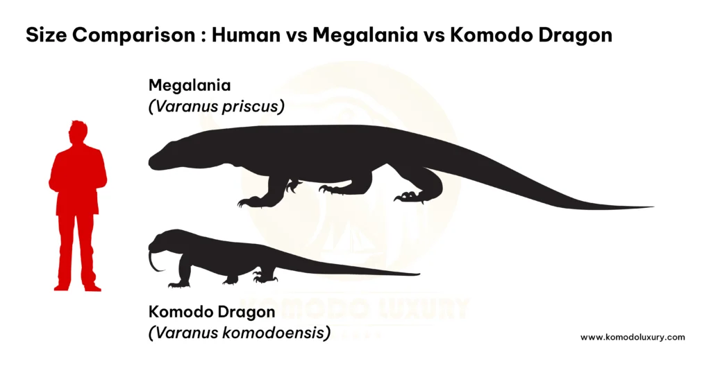 Size comparison Human, Megalania, Komodo dragon | Komodo Luxury