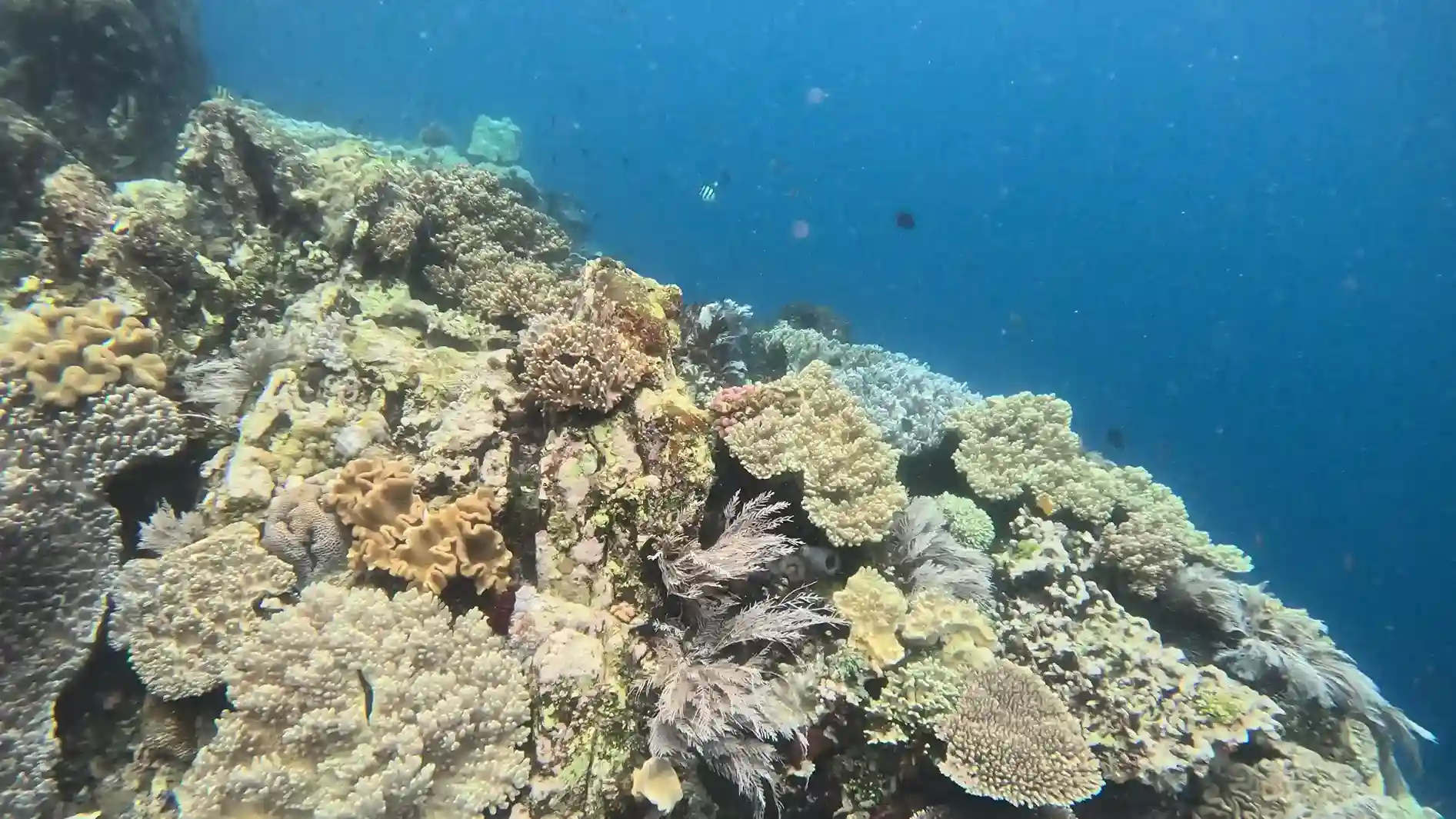 Pelagic Encounters and Open Water Species