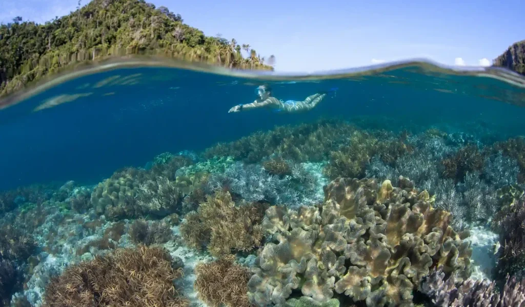 Mergulho com snorkel na Ilha de Sebayur | Excursão « Ilha de Komodo » | Hóspede do « Komodo Luxury »