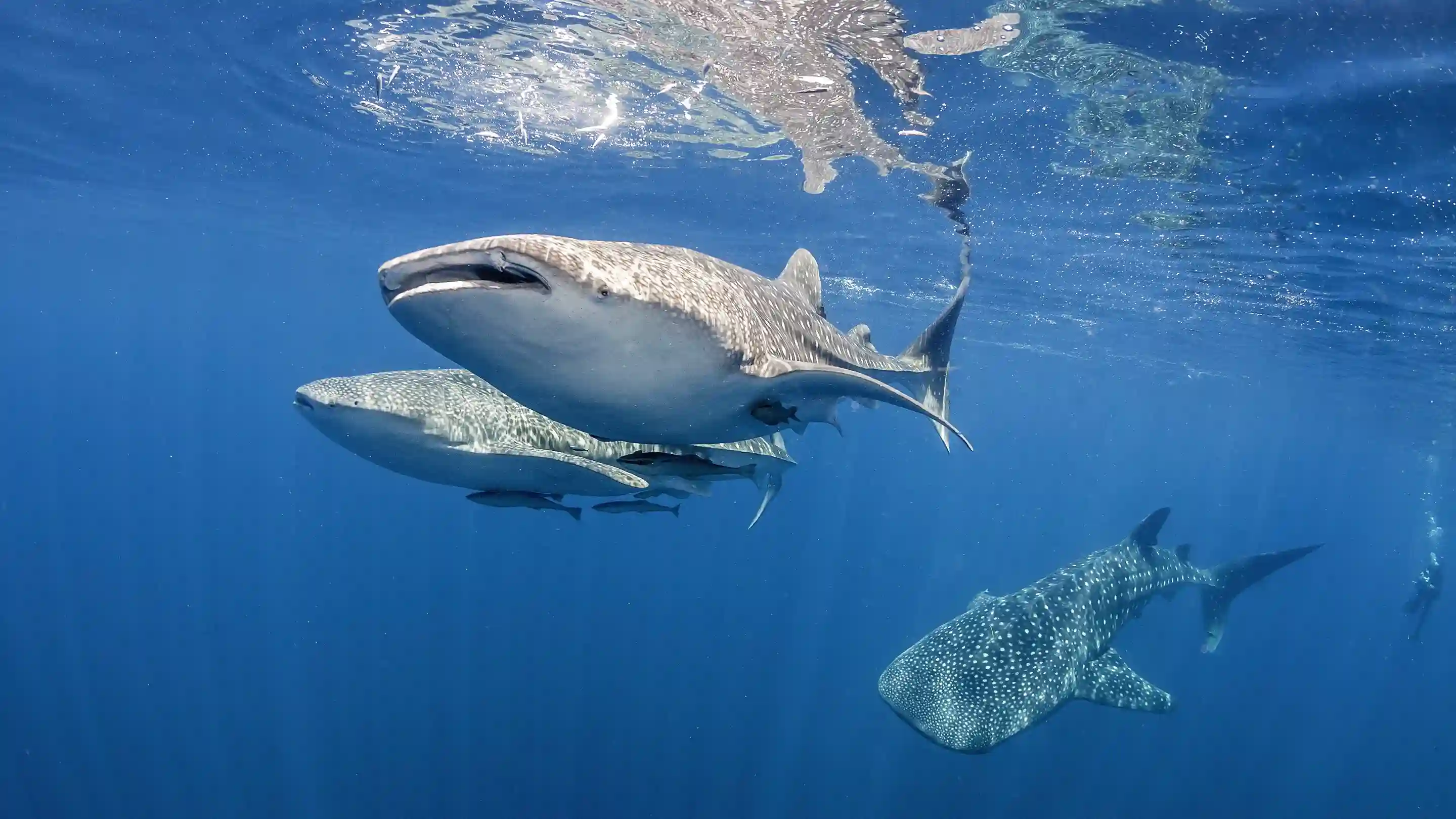 Shark silhouetted in deep blue water