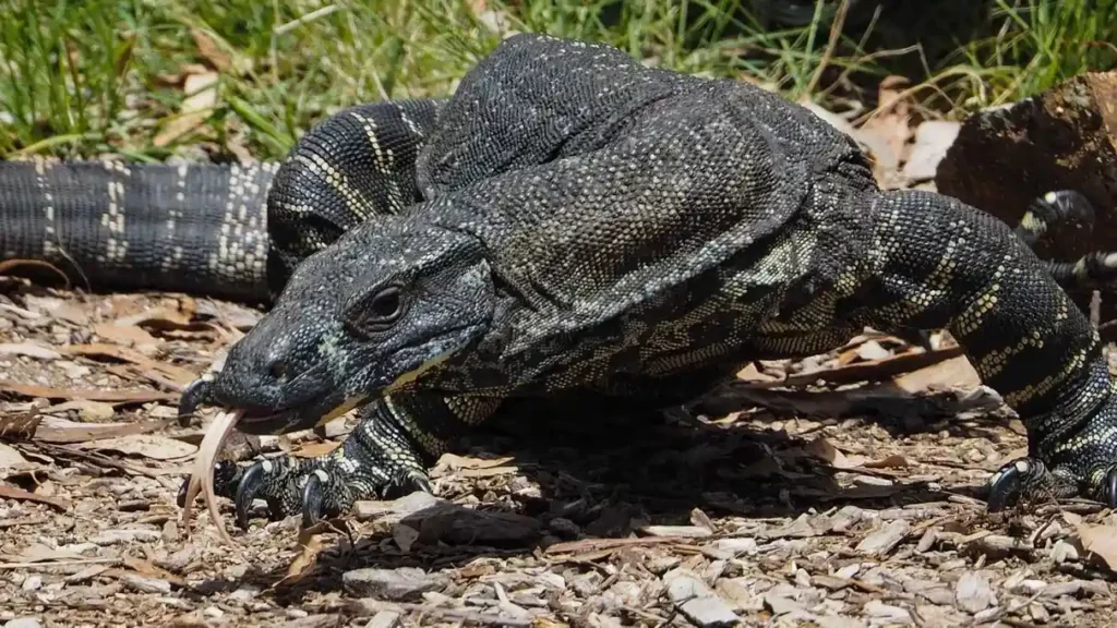 Lace monitor (Varanus varius) | (Source: southernforestlife.net)