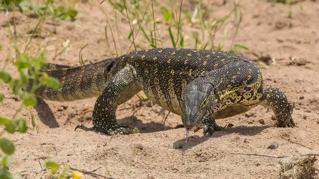 Nile Monitor (Varanus niloticus) | (Source: wikipedia.org)