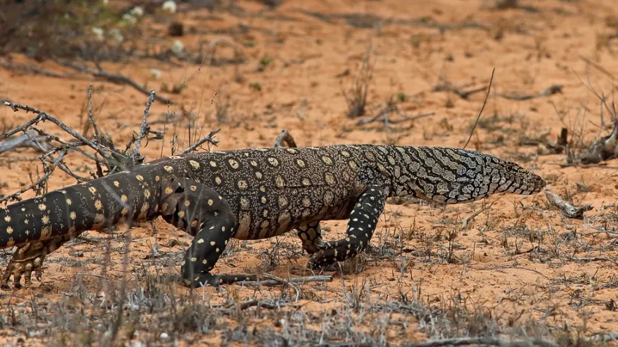 Perentie (Varanus giganteus) | (Source: inaturalist.org)
