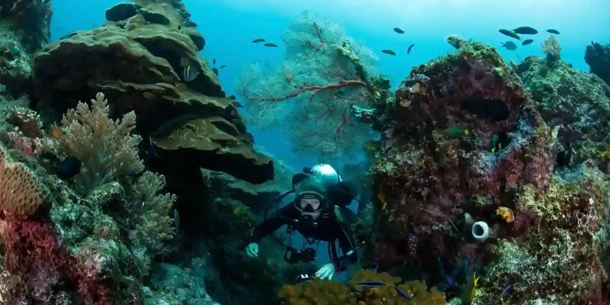 Diving in Raja Ampat | Best Places to Dive in Indonesia | Komodo Luxury