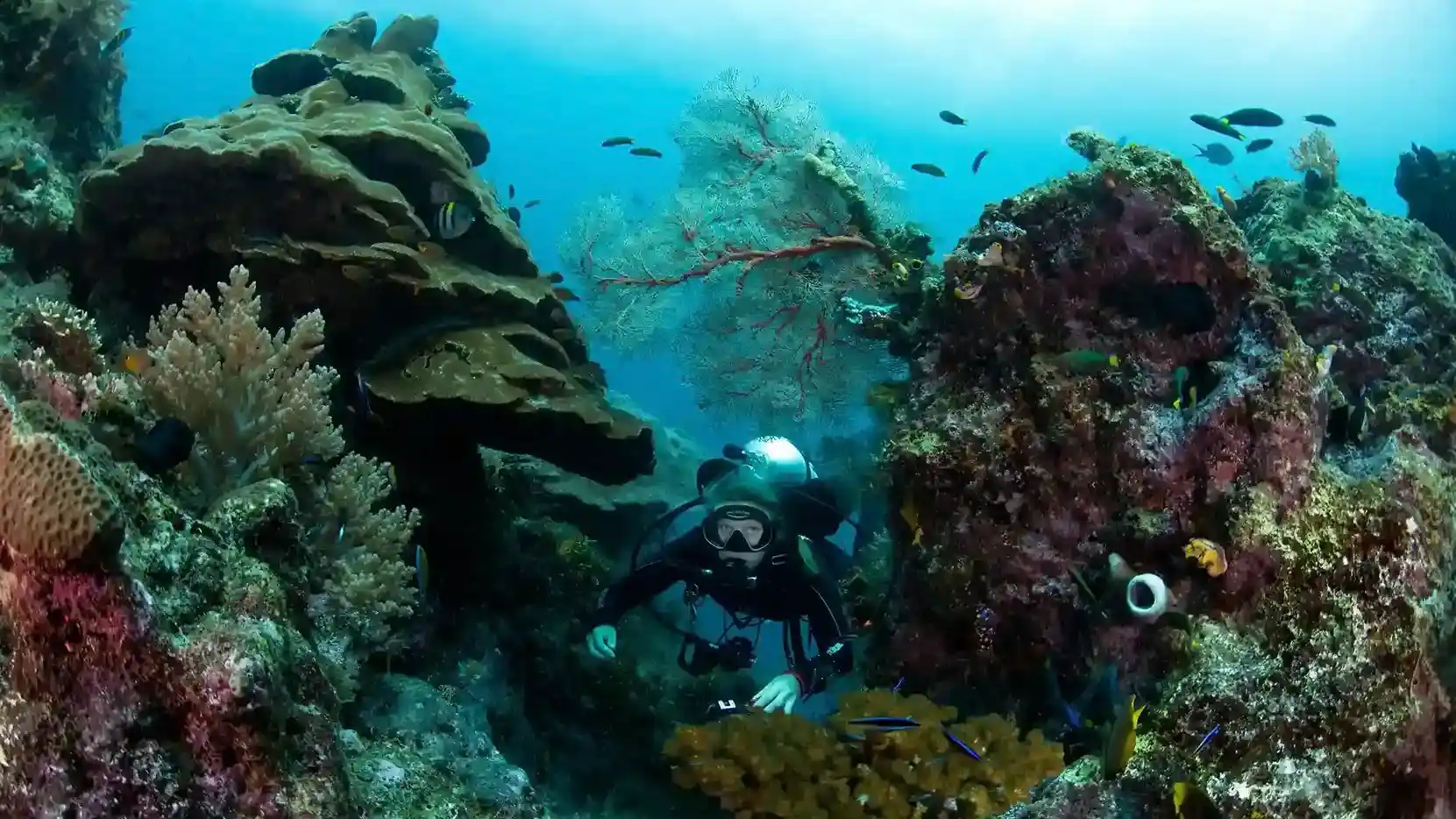 Diving in Raja Ampat | Best Places to Dive in Indonesia | Komodo Luxury