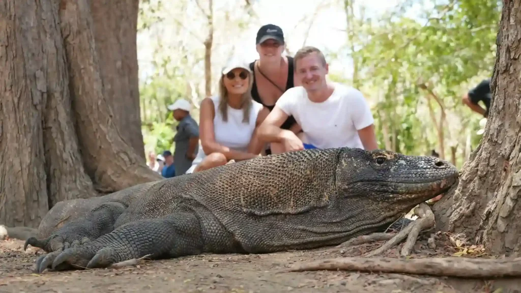 Komodo Dragon | Komodo Island Tour | Komodo Luxury