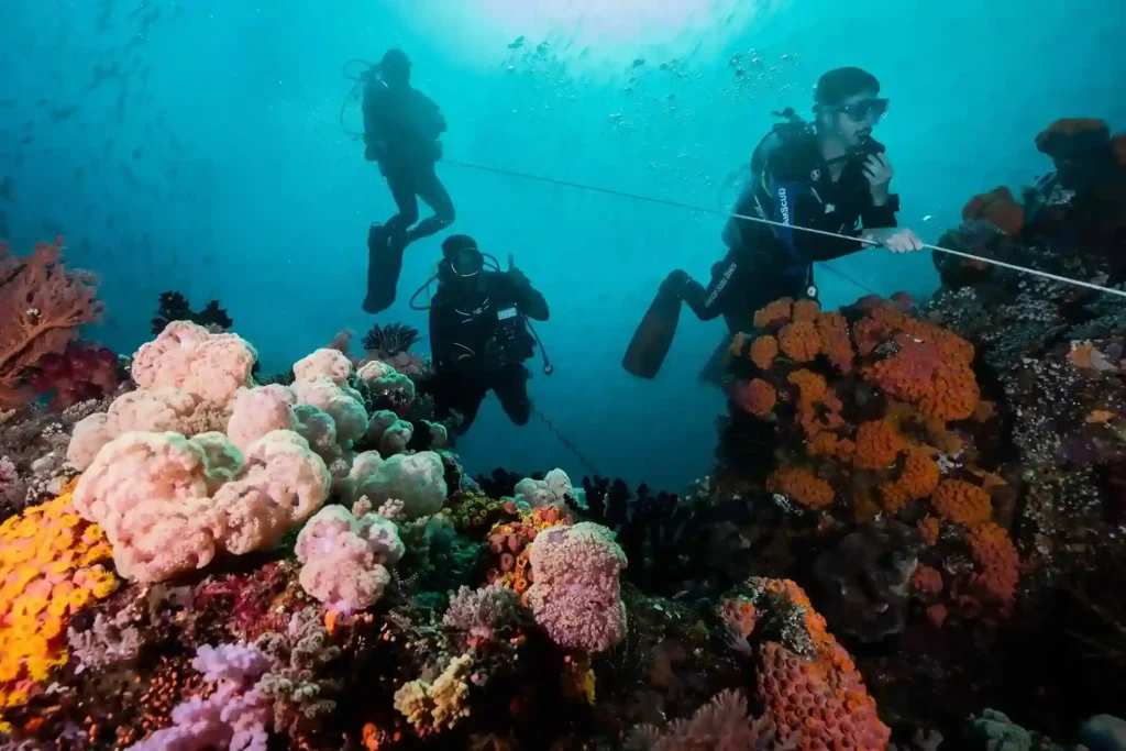 Diving in Komodo National Park | Luxury Diving Yacht Komodo | Komodo Luxury