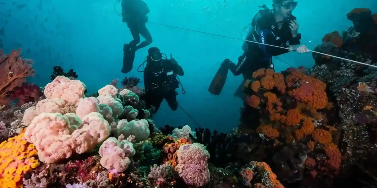 Komodo Diving Season 2026: Timing the Perfect Dive