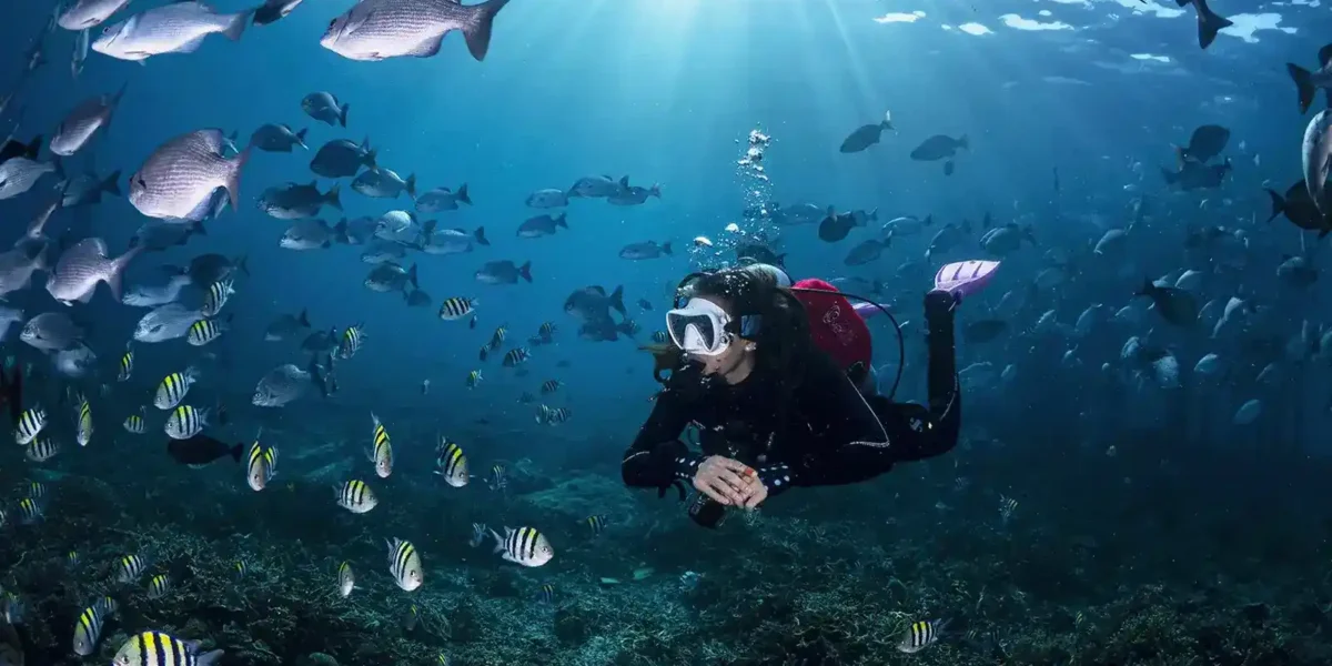 Momment With KomodoLuxury | Diving with Komodo Luxury