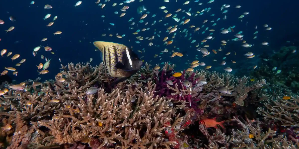 Komodo vs Raja Ampat: Which to Charter, and in Which Months