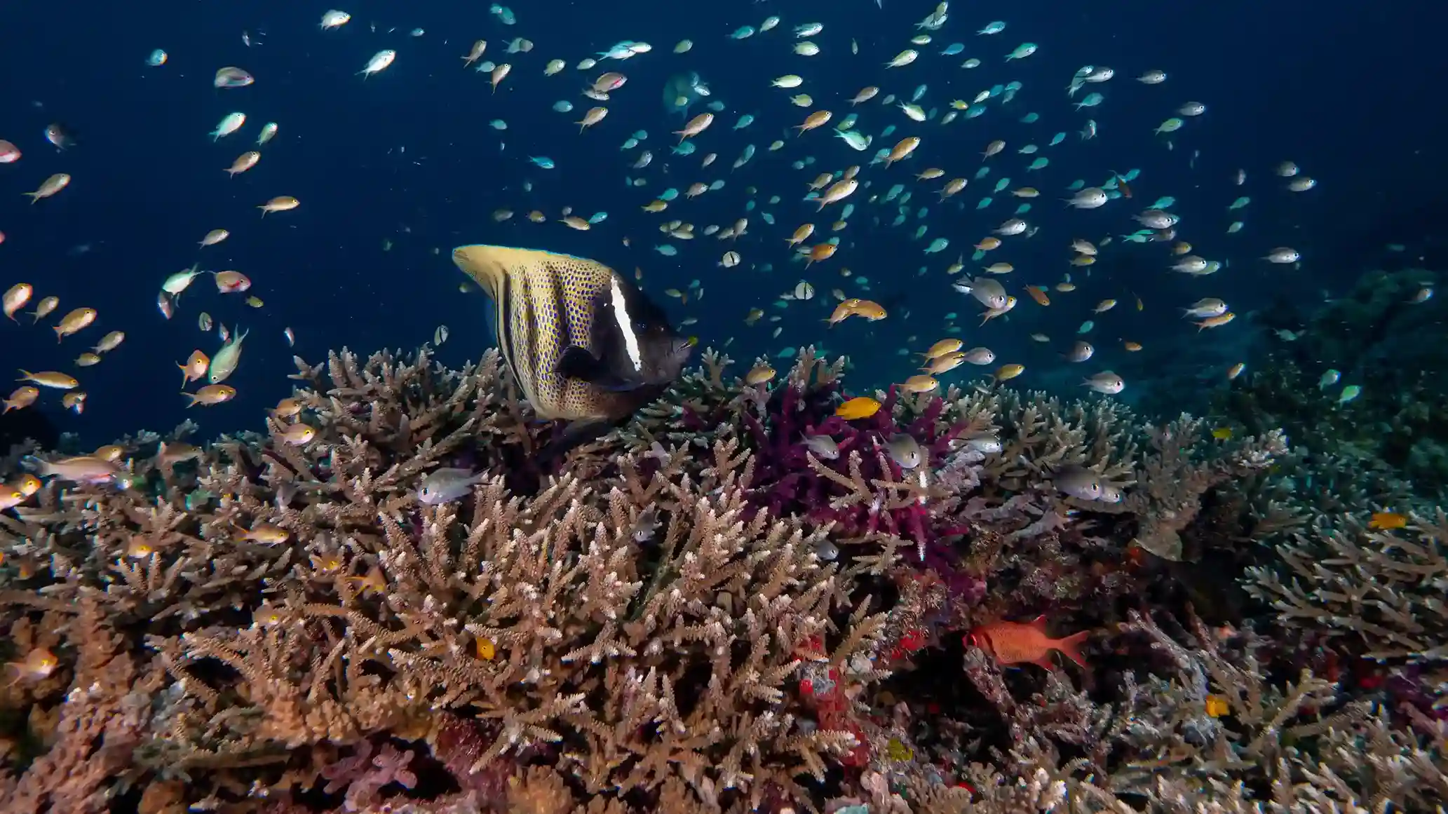 Coral reef underwater in Raja Ampat, the other half of the season | Komodo Luxury