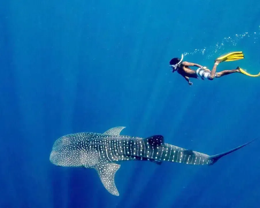 Whale Shark, Sumbawa - Komodo Luxury