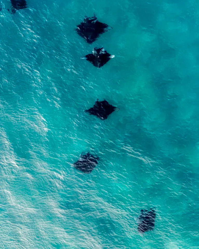 Manta Ray in Komodo National Park | Komodo Luxury