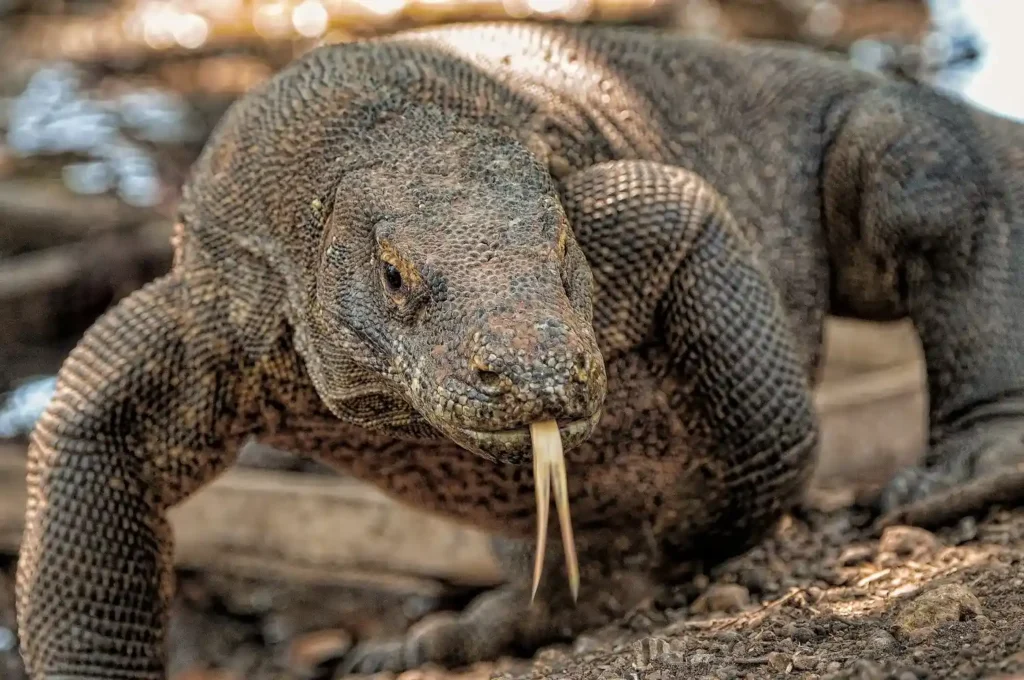Komodo Dragon in Komodo National Park | Komodo Luxury