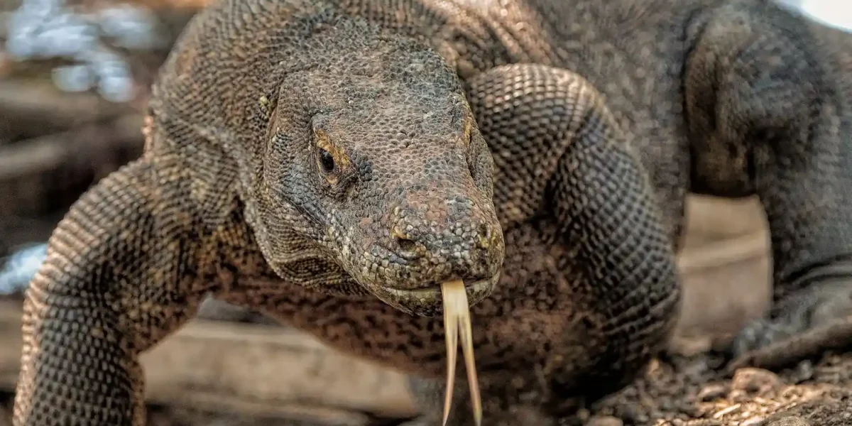 Komodovaranen op verantwoorde wijze bezoeken: regels van de parkwachters en vaarschema’s