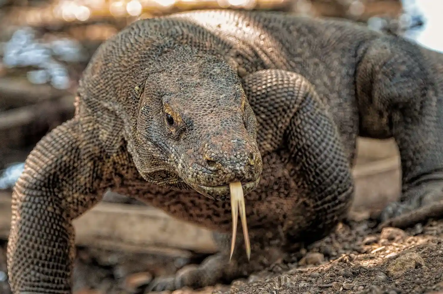 Komodo Dragon | Komodo Tour 2026 by Komodo Luxury