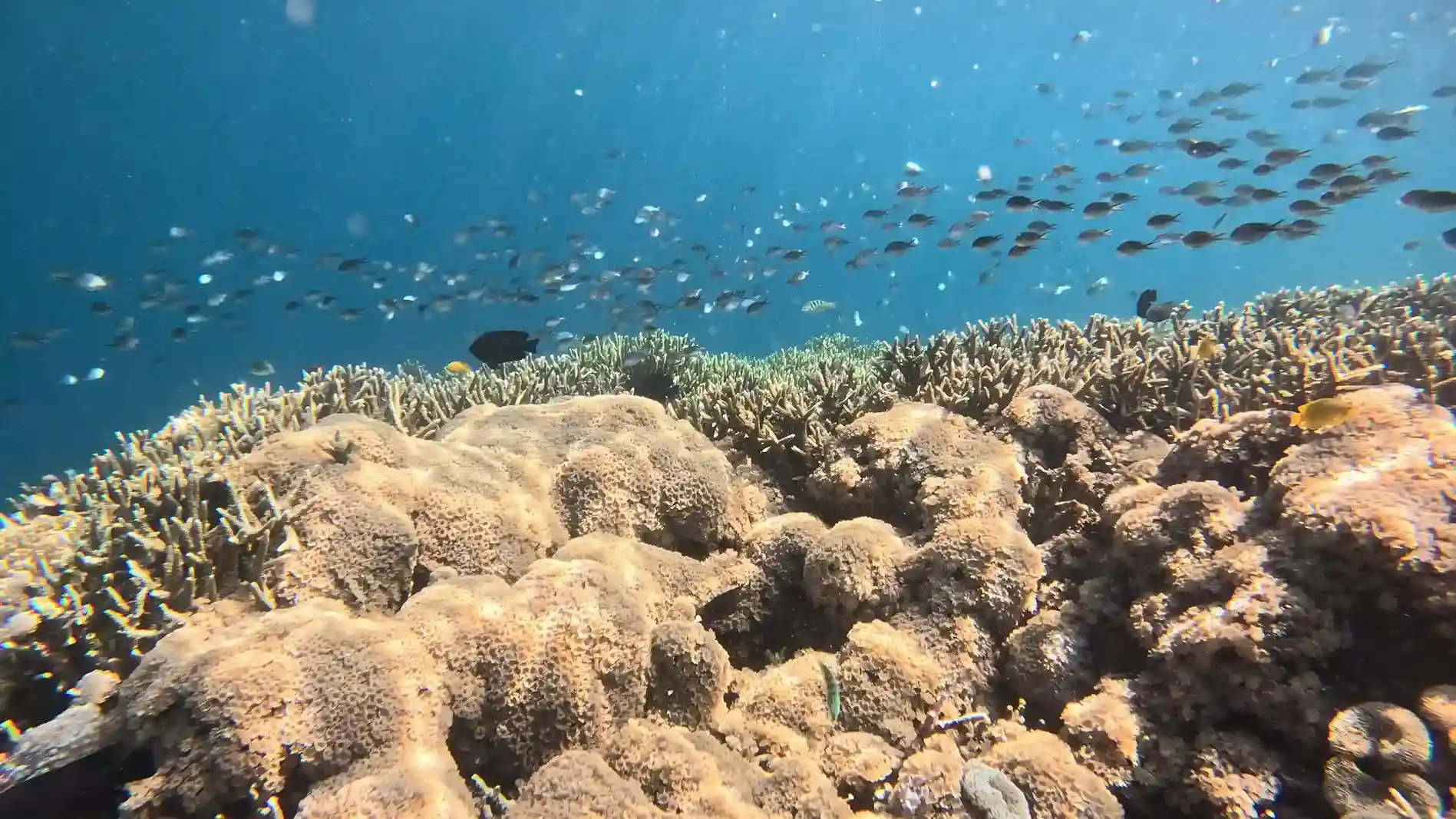 Coral-covered underwater seamount in Komodo National Park | Komodo Luxury