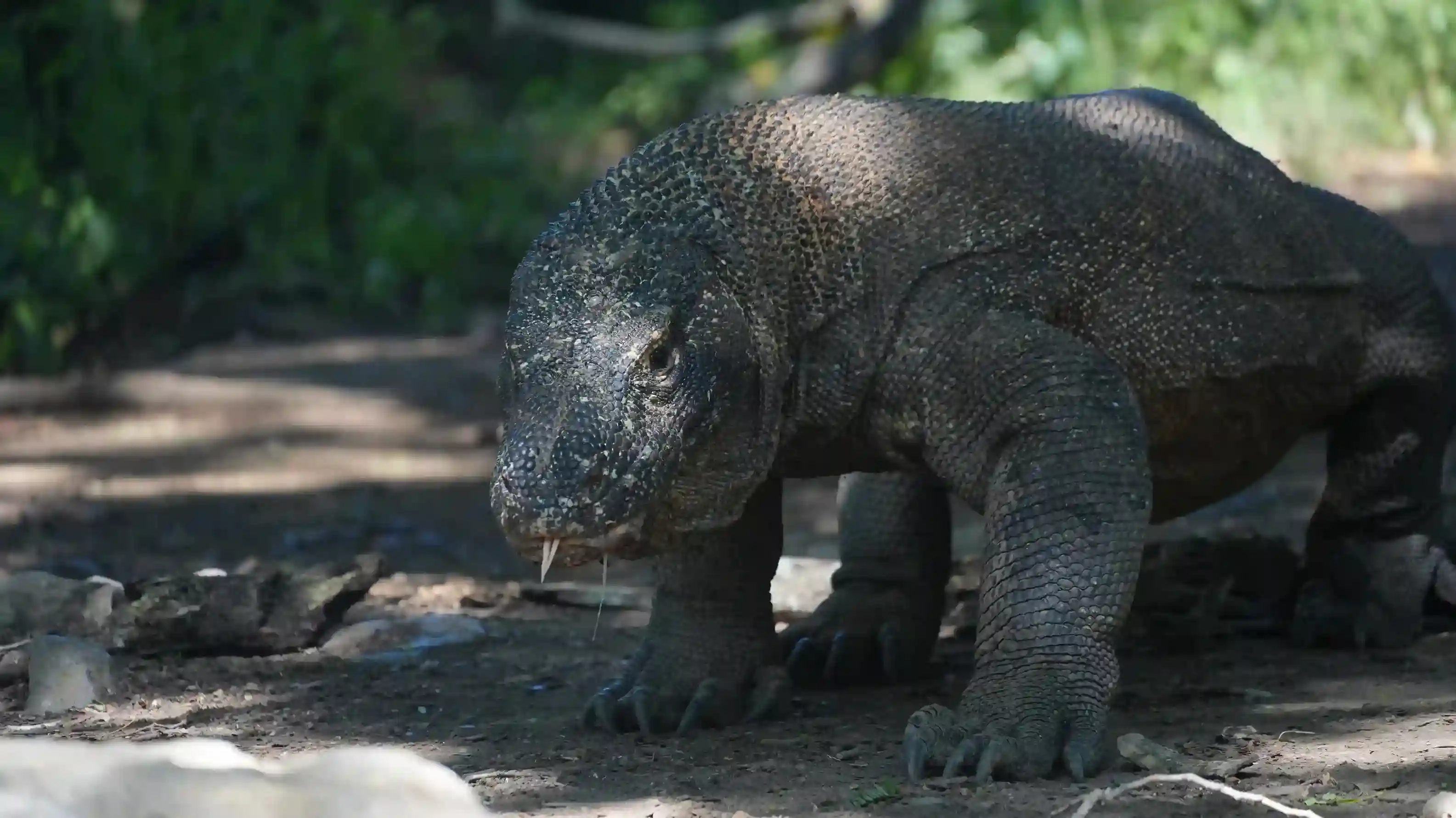 A Komodo dragon on Komodo Island
