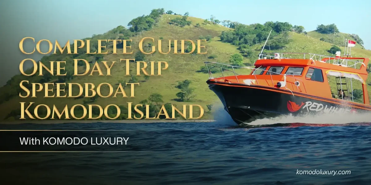 Complete Guide One Day Trip Komodo Island with Komodo Luxury