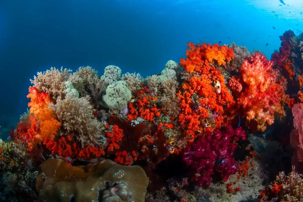 Coral in Raja Ampat | Komodo Luxury